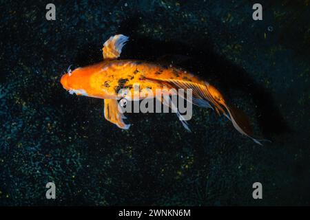 Orange und Schwarzer Koi-Fisch Cyprinus Carpio) Stockfoto