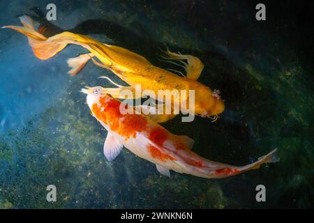 Hariwake und gelber Koi-Fisch mit Schmetterlingsflosse Stockfoto