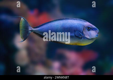 Orange Spine Surgeonfish (NASO lituratus) - Meeresfisch Stockfoto