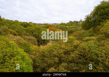 Healey Dell Nature Reserve im Winter Stockfoto