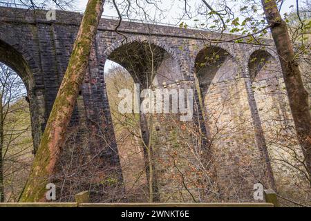 Healey Dell Nature Reserve im Winter Stockfoto