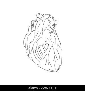 Anatomische Herzhandzeichnung isoliert Stock Vektor