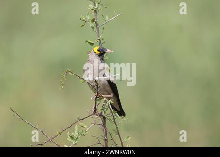 Wattstarling (Creatophora cinerea), männlich im Zuchtgefieder Stockfoto