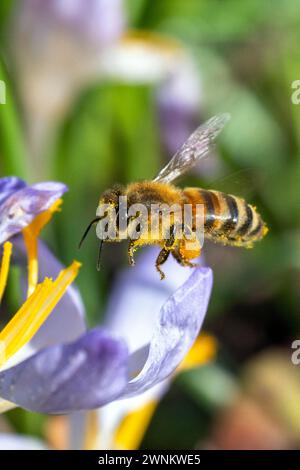 Coburg, Deutschland. März 2024. Eine Biene sammelt Nektar von einem Krokus in der Sonne. In Bayern herrschen frühlingshafte Temperaturen vor. Quelle: Pia Bayer/dpa/Alamy Live News Stockfoto