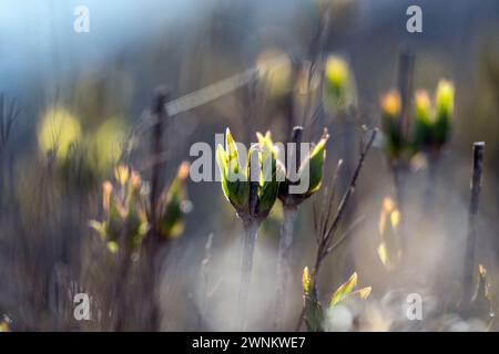 Coburg, Deutschland. März 2024. Die frischen Blattsprossen einer Hecke werden in Sonnenlicht getaucht. Es ist frühlingshaft in Bayern. Quelle: Pia Bayer/dpa/Alamy Live News Stockfoto