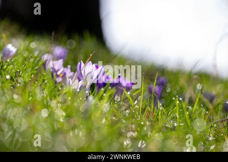 Coburg, Deutschland. März 2024. Krokusse dehnen ihre Kelche zur Sonne, Tautropfen glitzern im Gras. Es ist Frühling in Bayern. Quelle: Pia Bayer/dpa/Alamy Live News Stockfoto