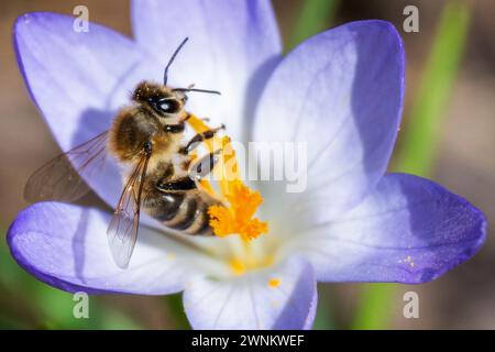 Coburg, Deutschland. März 2024. Eine Biene sammelt Nektar von einem Krokus in der Sonne. In Bayern herrschen frühlingshafte Temperaturen vor. Quelle: Pia Bayer/dpa/Alamy Live News Stockfoto