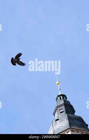 Coburg, Deutschland. März 2024. Eine Taube fliegt am Turm der St. vorbei Evangelisch-Lutherische Kirche Moriz in Coburg. Quelle: Pia Bayer/dpa/Alamy Live News Stockfoto