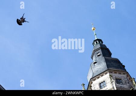 Coburg, Deutschland. März 2024. Eine Taube fliegt am Turm der St. vorbei Evangelisch-Lutherische Kirche Moriz in Coburg. Quelle: Pia Bayer/dpa/Alamy Live News Stockfoto