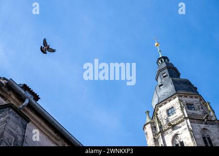 Coburg, Deutschland. März 2024. Eine Taube fliegt am Turm der St. vorbei Evangelisch-Lutherische Kirche Moriz in Coburg. Quelle: Pia Bayer/dpa/Alamy Live News Stockfoto