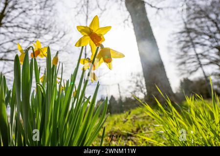 Frühling in Hessen die Sonne scheint bei blauem Himmel und wenigen Wolken auf Osterglocken am Wegesrand., Oberursel Hessen Deutschland *** Frühling in Hessen die Sonne scheint auf Narzissen am Wegesrand unter blauem Himmel und wenigen Wolken , Oberursel Hessen Deutschland Stockfoto