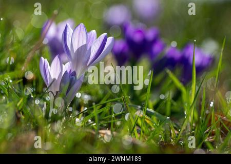Coburg, Deutschland. März 2024. Krokusse dehnen ihre Kelche zur Sonne, Tautropfen glitzern im Gras. Es ist Frühling in Bayern. Quelle: Pia Bayer/dpa/Alamy Live News Stockfoto
