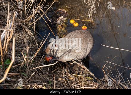 Wilde Nährstoffe, die sich an Äpfeln in der Nähe eines Teichs unter Sonnenlicht ernähren Stockfoto