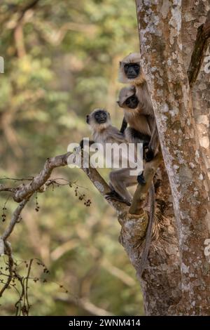 Schwarzfüßige Langur - Semnopithecus hypoleucos, schöner beliebter Primat aus südasiatischen Wäldern und Wäldern, Nagarahole Tiger Reserve, Indien. Stockfoto