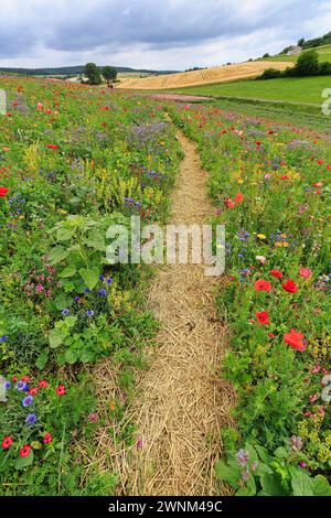 Wanderweg durch eine bunte Blumenwiese, Germerode, Meissner, Frau-Holle-Land Geo-Naturpark, Hessen, Deutschland Stockfoto