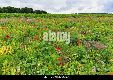 Bunte Blumenwiese, Germerode, Meissner, Frau-Holle-Land Geo-Naturpark, Hessen, Deutschland Stockfoto