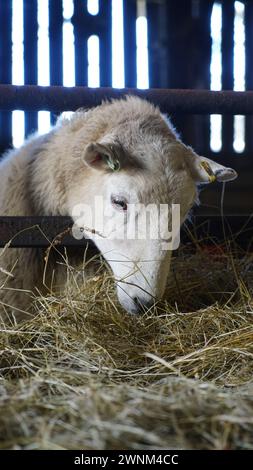 Walisische Schafe in der Scheune, die Heu essen, Südwales Stockfoto