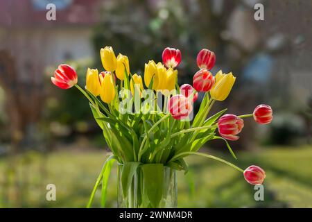 Blumenstrauß aus gelben und roten und weißen Tulpen im Sonnenlicht mit verschwommenem Hintergrund, Deutschland Stockfoto