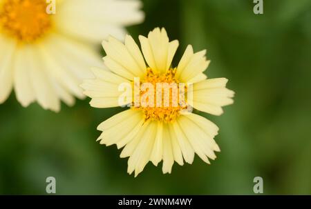 Gelbes Gänseblümchen Stockfoto