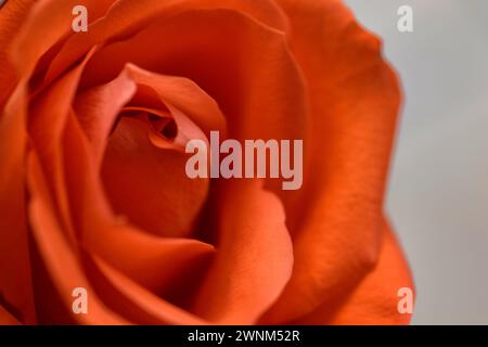 orange Rose Nahaufnahme Stockfoto