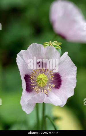 Rosafarbene und lila orientalische Mohnblumen Stockfoto