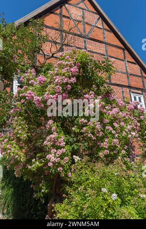 Blühender Rosenstrauch (Rosa), vor einem Fachwerkhaus, Mecklenburg-Vorpommern Stockfoto