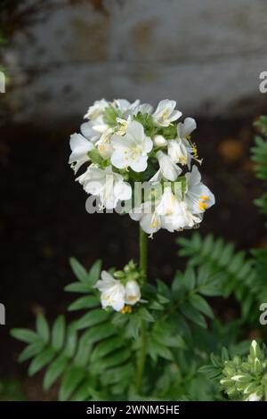 jacobs Leiter Stockfoto