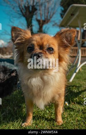 Brauner langhaariger Chihuahua schaut in die Kamera, Sirmione, Gardasee, Italien Stockfoto