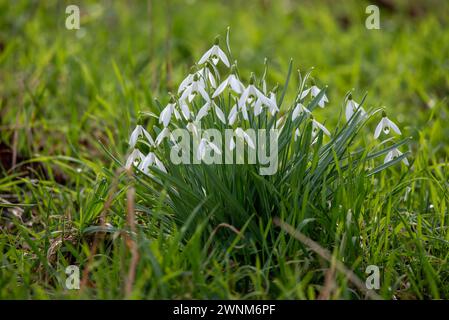 Schneeglöckchen als Frühlingsboten im grünen Gras, Magdeburg, Sachsen-Anhalt, Deutschland Stockfoto