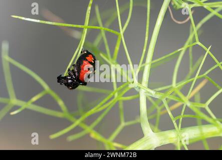 Synema globosum (Synaema globosum), Wallis, Schweiz Stockfoto