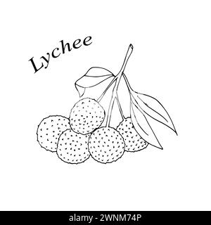 Handgezogene Litschi-Früchte. Vektorillustration im Doodle-Stil. Zweig der Lychee-Frucht mit Blättern isoliert auf weißem Hintergrund. Vektorabbildung ein Stock Vektor