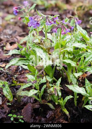 Rot gefärbte blaue Blüten und silberfleckiges Laub des Frühjahrs blühenden Lungenkrauts, Pulmonaria „Silver Surprise“ Stockfoto