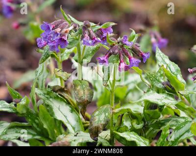 Rot gefärbte blaue Blüten und silberfleckiges Laub des Frühjahrs blühenden Lungenkrauts, Pulmonaria „Silver Surprise“ Stockfoto