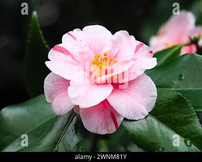 Rosa und rot gestreifte weiße Blüte des harten immergrünen Strauches, Camellia japonica „Tricolor“, die im Frühjahr blüht Stockfoto