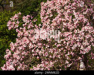 Gepresste rosa Blüte des Frühjahrs blühenden Laubbaums Magnolia cambellii Stockfoto