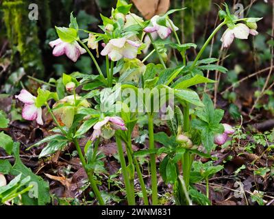 Rosa gerötete weiße Blüten der harten, ausdauernden Fastenrose, Helleborus x orientalis, blüht im Spätwinter Stockfoto