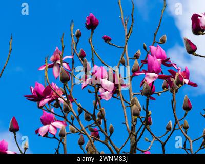 Rot-rosa Blüten des Frühjahrs blühenden Zierlaubsbaums Magnolia campbellii „Betty Jessel“ Stockfoto