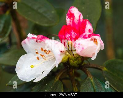 Weiße Blüten des frühen Frühlings der harten, taiwanesischen, immergrünen, Rhododendron pachysanthum, die sich von rot-rosa Knospen öffnen Stockfoto