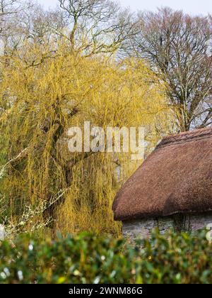 Dekorative goldene Winterzweige von Salix babylonica, Trauerweide, hinter der alten strohgedeckten Scheune im Gartenhaus, Devon Stockfoto