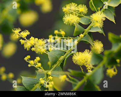 Powderpuff gelbe Blüten der Australian Ovens wattle, Acacia pravissima, ein halbharter immergrüner Sträucher mit silbrigen Phylloden Stockfoto