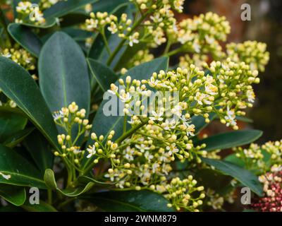 Weiße männliche Frühlingsblüten in den Rispen des harten immergrünen Strauchs, Skimmia japonica „Finchy“ Stockfoto