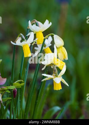 Reflektierte weiße Blüten und gelbe Trompete der Cyclamineus-Gruppe des Frühjahrs Narzissen, Narzissen „Jack Snipe“ Stockfoto