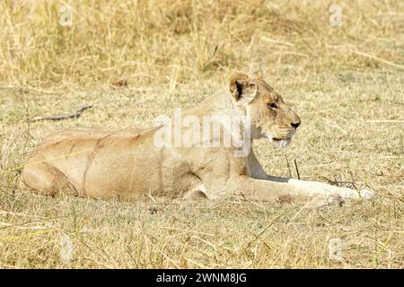 Afrikanischer Löwe, der neben ihrem Stolz im Gras liegt Stockfoto