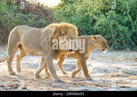 Männliche und weibliche Afrika-Löwen gehen zusammen Stockfoto