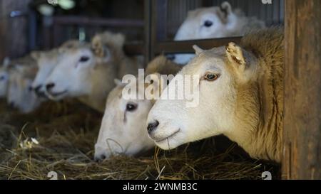 Walisische Schafe in der Scheune, die Heu essen, Südwales Stockfoto