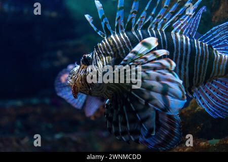 Porträt eines Löwenfisches, oder Teufelsfisches, der auf einem blauen Wasser schwimmt. Stockfoto