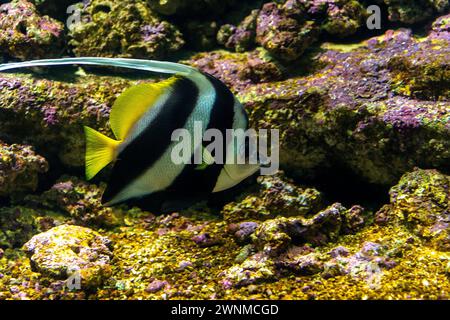 Nahaufnahme des Wimpantenkorallfisches oder Heniochus acuminatus im Aquarium. Stockfoto