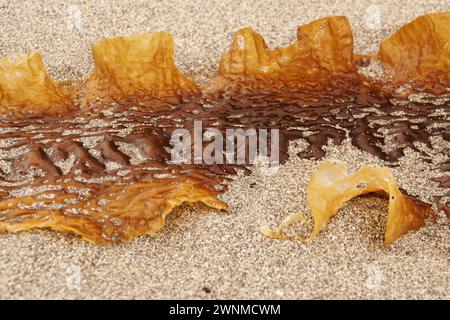 Eine Nahaufnahme von Sugar Kelp Seetang, Saccharina latissima, in Taracliffe Bay, Orkney, Schottland Großbritannien Stockfoto