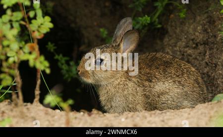 Wildes Kaninchen am Eingang zu seiner Höhle, Biesbosch Nationalpark, Niederlande Stockfoto