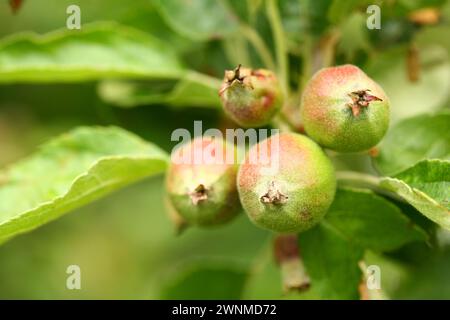 Nahaufnahme grüner, unreifer, flauschiger Walnüsse auf einem Baumzweig zwischen Blättern Stockfoto